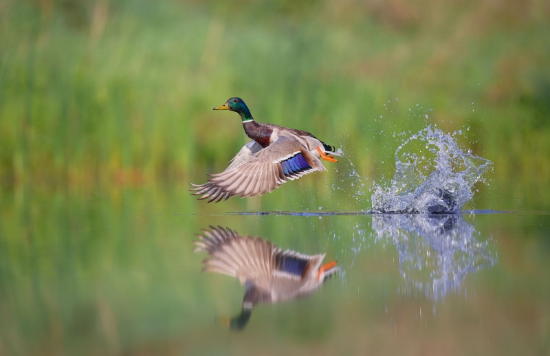 mallard-_N3A6615-Layers-merged-Photoshop-leveled-copy-ND-GF-calender-contestA