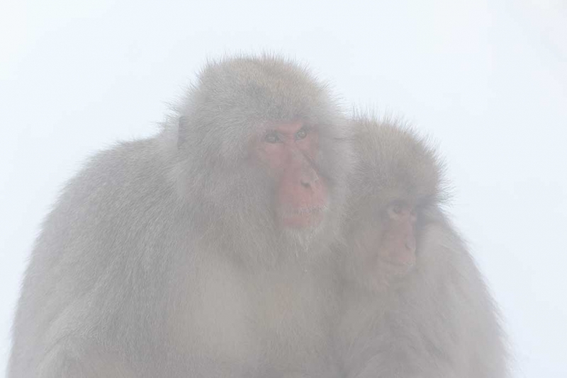 90z3786-orig-jigokudani-yaenkoen-naganoprefecture-japan