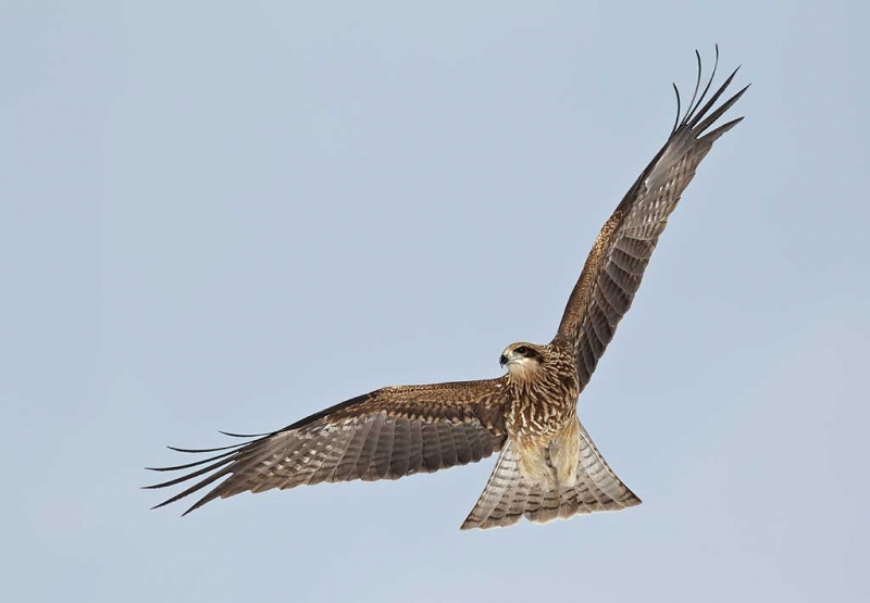 black-eared-kite-kiting-_90z8096-akan-crane-center-hokkaido-japan