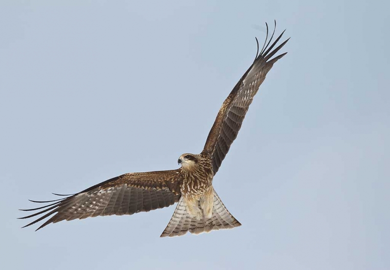 black-eared-kite-kiting-orig-_90z8096-akan-crane-center-hokkaido-japan