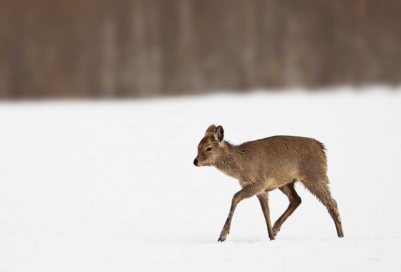 deer-in-snow-cropped-y9c8523-akan-crane-center-hokkaido-japan