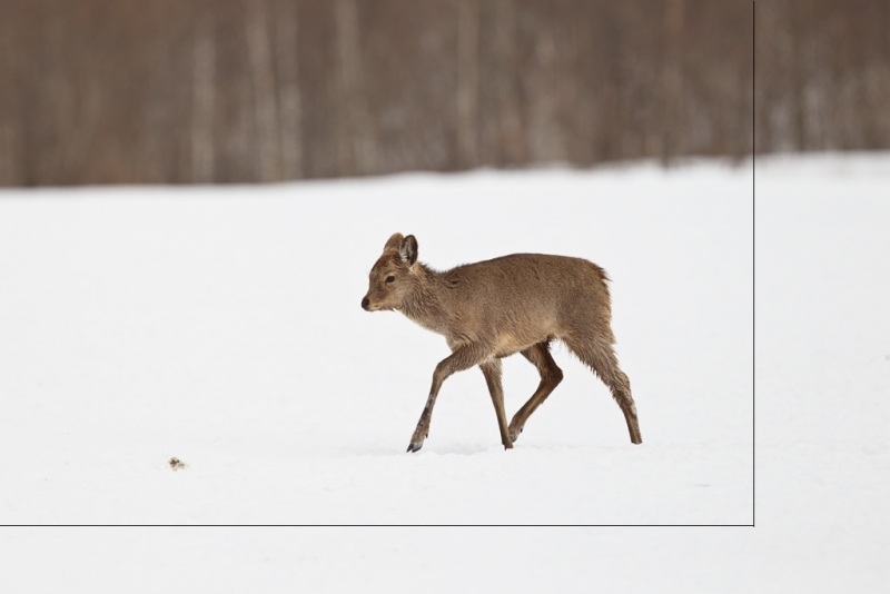 deer-orig-_y9c8523-akan-crane-center-hokkaido-japan