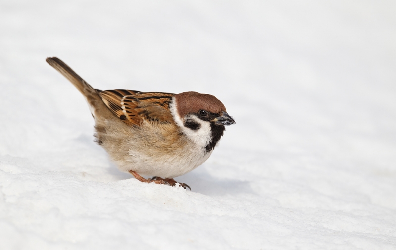 eurasian-tree-sparrow-_y9c8376-akan-crane-center-hokkaido-japan