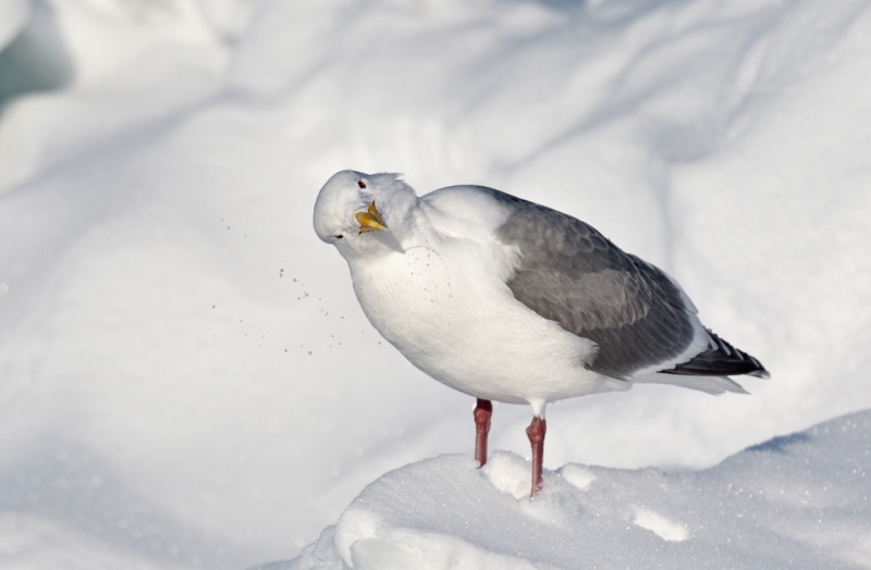 glaucous-wiinged-gull-shaking-head-_90z6621-rausu-hokkaido-japan