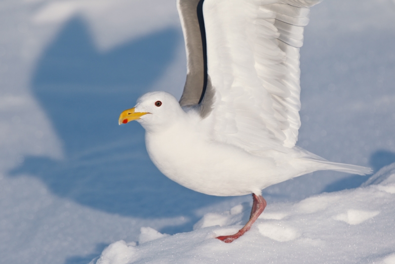 glaucous-winged-gull-with-wings-raised-_90z6454-rausu-hokkaido-japan