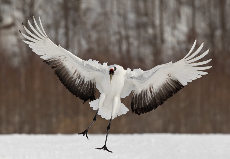 red-crowned-crane-braking-to-land-_y9c8491-akan-crane-center-hokkaido-japan