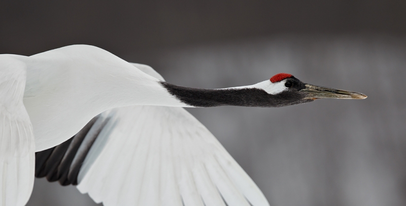 red-crowned-crane-flight-head-and-neck-portrait-_90z1179-akan-crane-center-hokkaido-japan