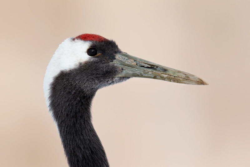 red-crowned-crane-head-portrait-in-shade-bkgr-in-sun-_90z2648-akan-crane-center-hokkaido-japan_0