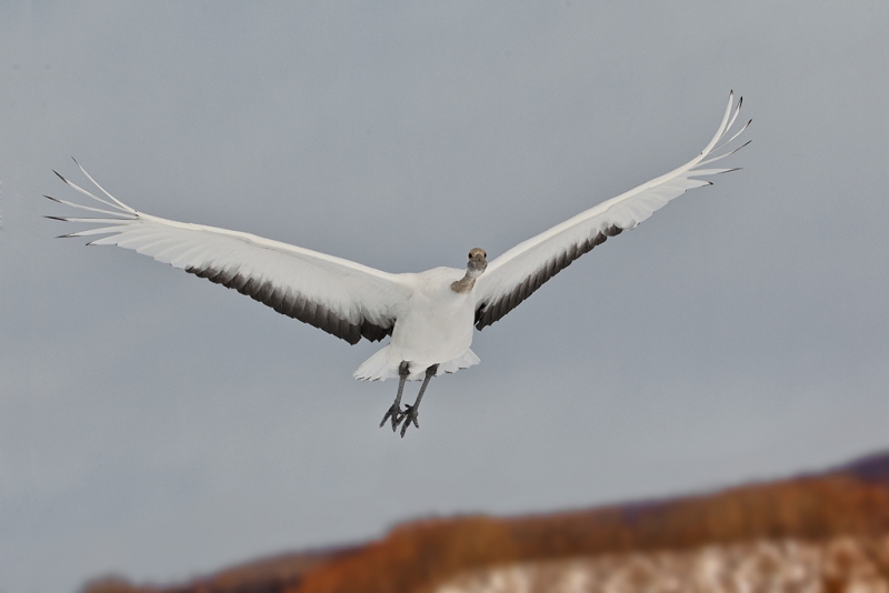 red-crowned-crane-juvenile-overhead-flight-_90z7551-akan-crane-center-hokkaido-japan