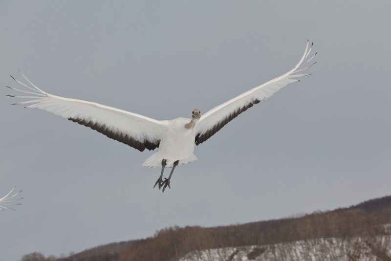 red-crowned-crane-orig-juvenile-overhead-flight-_90z7551-akan-crane-center-hokkaido-japan