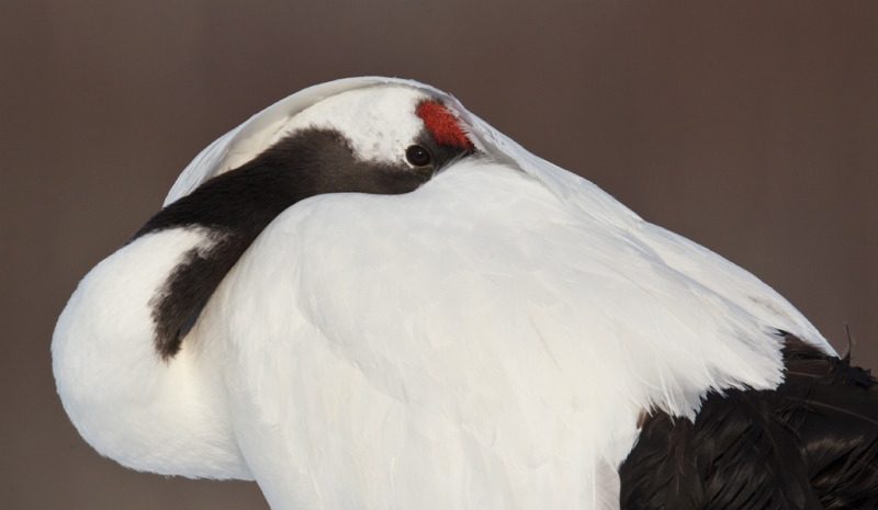 redcrowned-crane-tight-sleeping-pose-_90z2639-akan-crane-center-hokkaido-japan