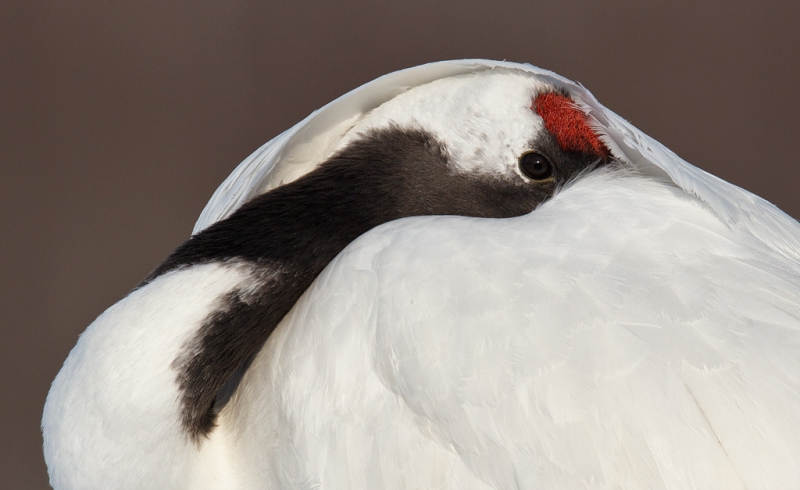 redcrowned-crane-tight-sleeping-pose-big-crop-_90z2639-akan-crane-center-hokkaido-japan-copy