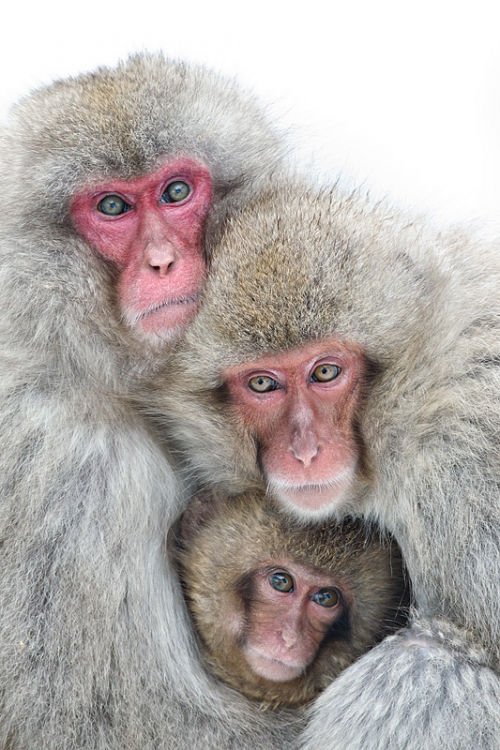 snow-monkey-family-_y9c4195-jigokudani-yaenkoen-naganoprefecture-japan