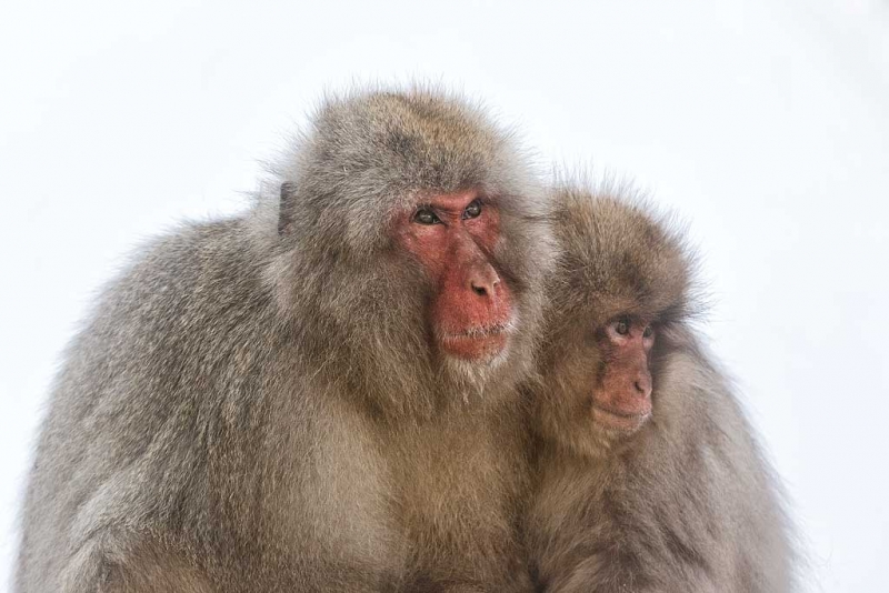 snow-monkey-in-fog-adult-and-young-_90z3786-jigokudani-yaenkoen-naganoprefecture-japan