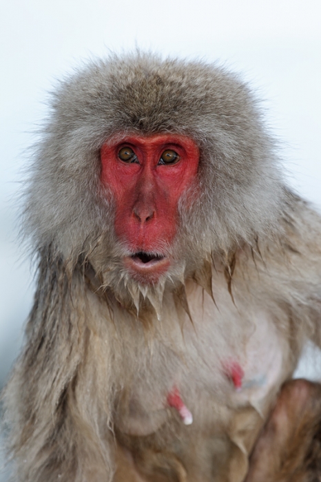 snow-monkey-old-female-_90z4047-jigokudani-yaenkoen-naganoprefecture-japan