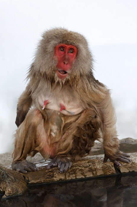 snow-monkey-old-female-at-pool-_90z4029-jigokudani-yaenkoen-naganoprefecture-japan