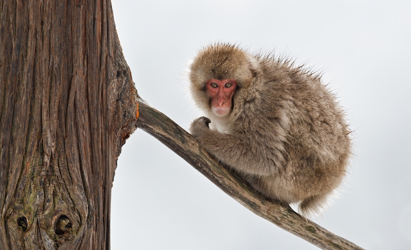 snow-monkey-on-branch-_y9c3789-jigokudani-yaenkoen-naganoprefecture-japan