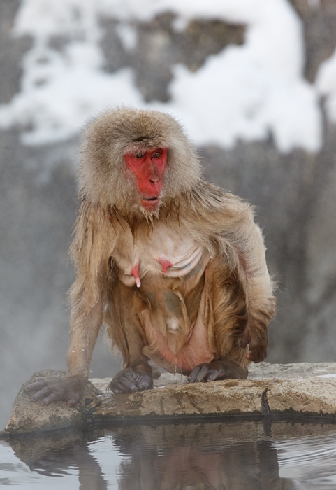 snow-monky-old-female-at-pool-bpn-_90z4023-jigokudani-yaenkoen-naganoprefecture-japan