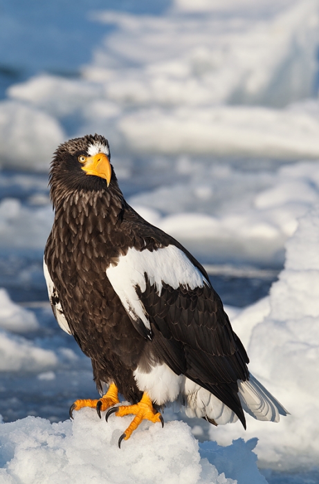 stallers-sea-eagle-on-ice-_y9c6006-rausu-hokkaido-japan