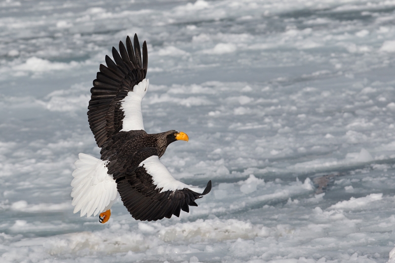 stellers-sea-eagle-fly-by-showing-dorsal-wing-two-birds-removed-_90z4789-rausu-hokkaido-japan