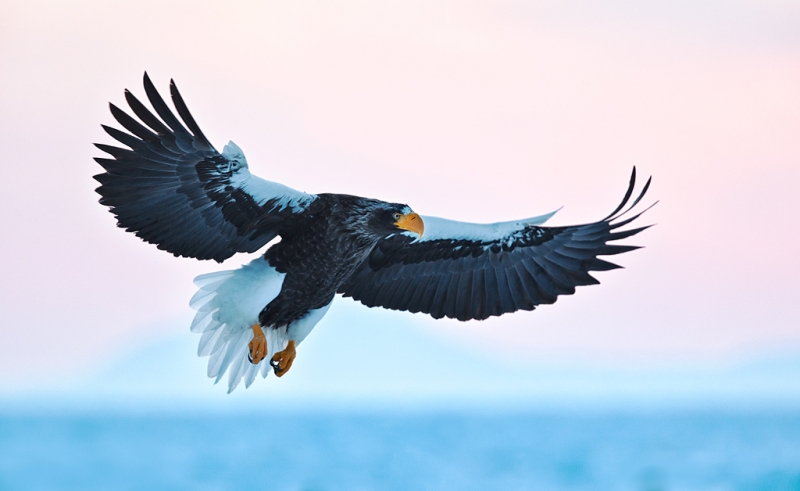 stellers-sea-eagle-landing-in-predawn-light-_90z6317-rausu-hokkaido-japan