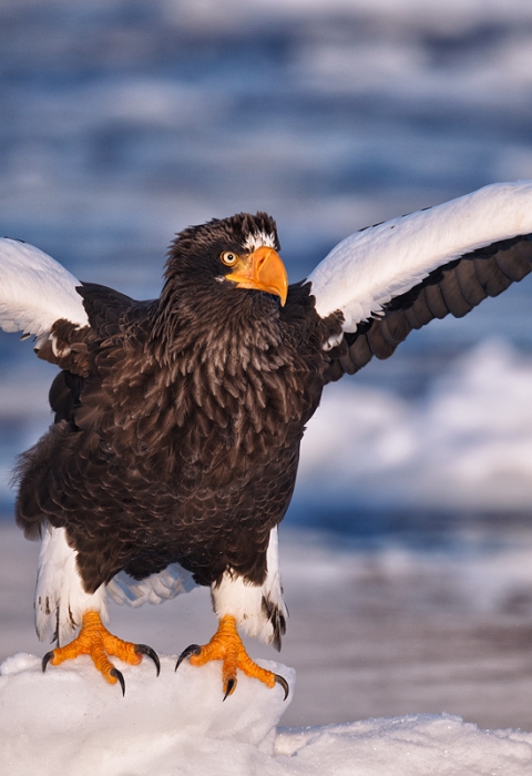 stellers-sea-eagle-lifting-off-ice-_y9c6538-rausu-hokkaido-japan