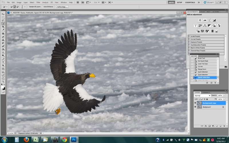 stellers-sea-eagle-scr-capture