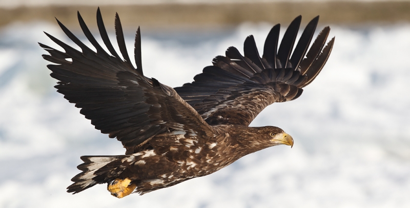 white-tailed-sea-eagle-tight-flight-_90z6531-rausu-hokkaido-japan