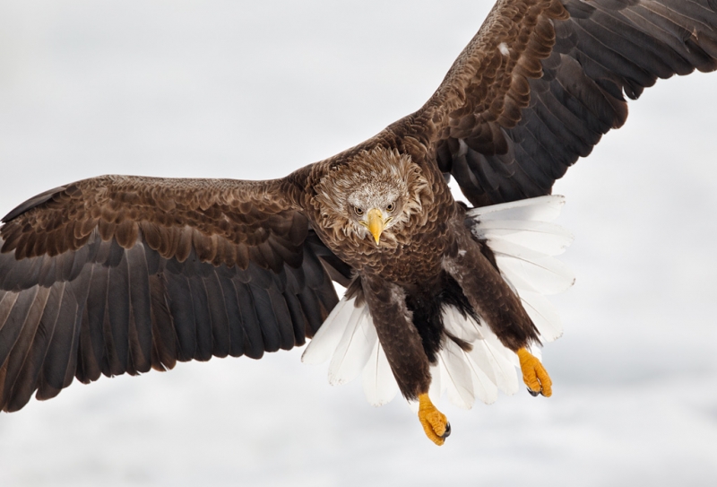 white-tailed-sea-eagle-tight-incoming-flight-_90z6735-rausu-hokkaido-japan