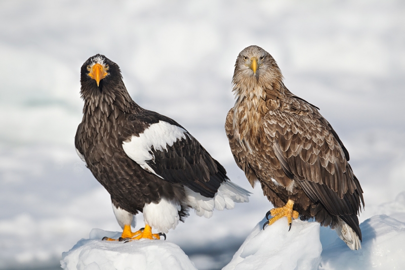 white-tailed-stellers-sea-eagles-_y9c6753-rausu-hokkaido-japan