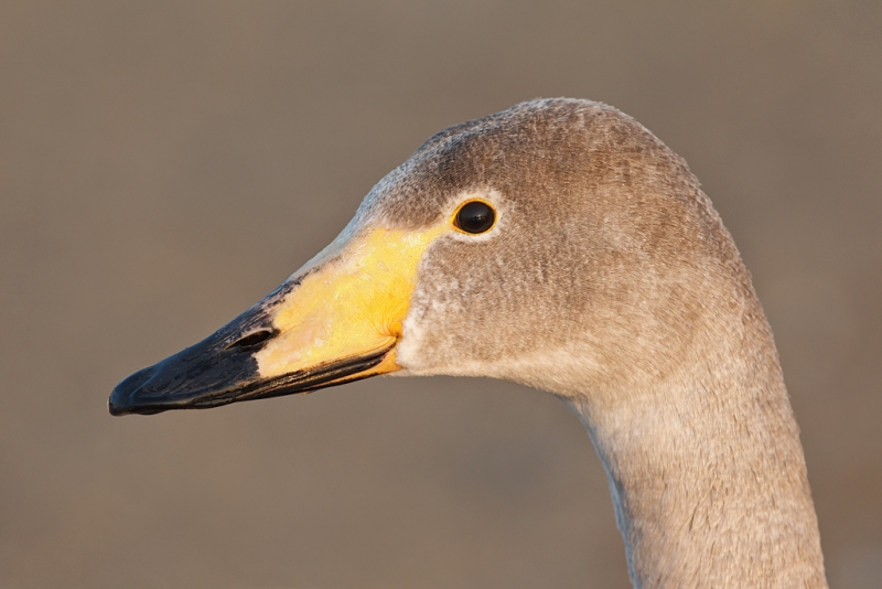 whooper-swam-immature-head-portrait-redone-_90z6971-lake-kussharo-hokkaido-japan