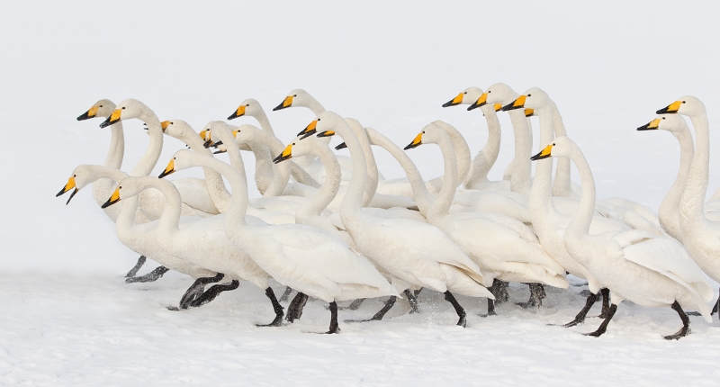 whooper-swan-flock-stampeding-after-tossed-bread-_90z7831-lake-kussharo-hokkaido-japan