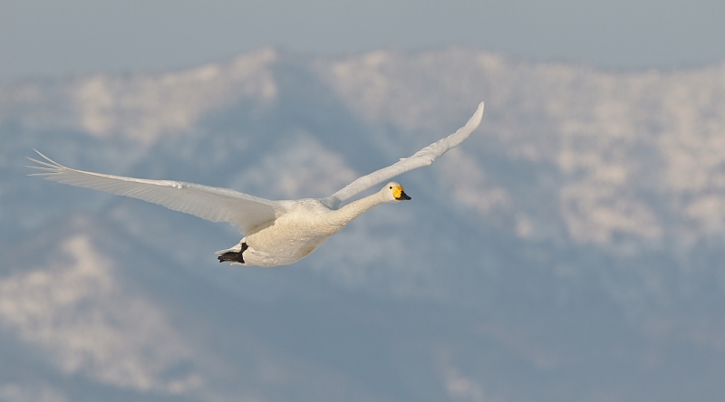 whooper-swan-in-flight-against-mountain-_90z7119-lake-kussharo-hokkaido-japan