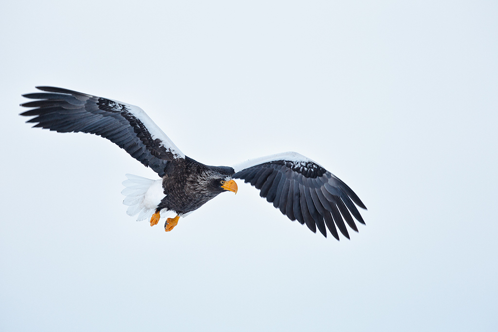 Ten Degrees of Flight Photography… « Arthur Morris/BIRDS AS ART