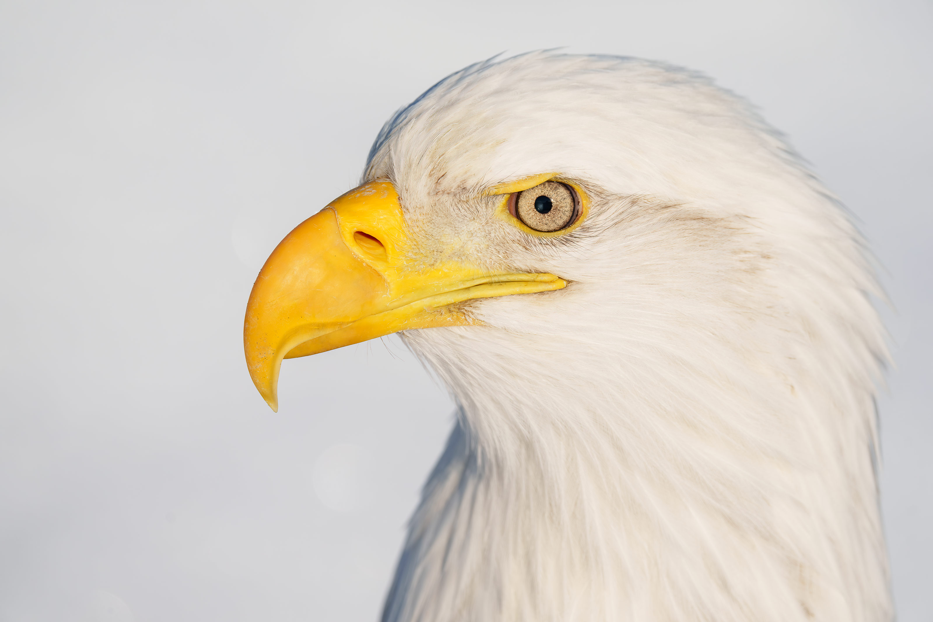Bald Eagle Head Portraits with a HH Telephoto Zoom! « Arthur