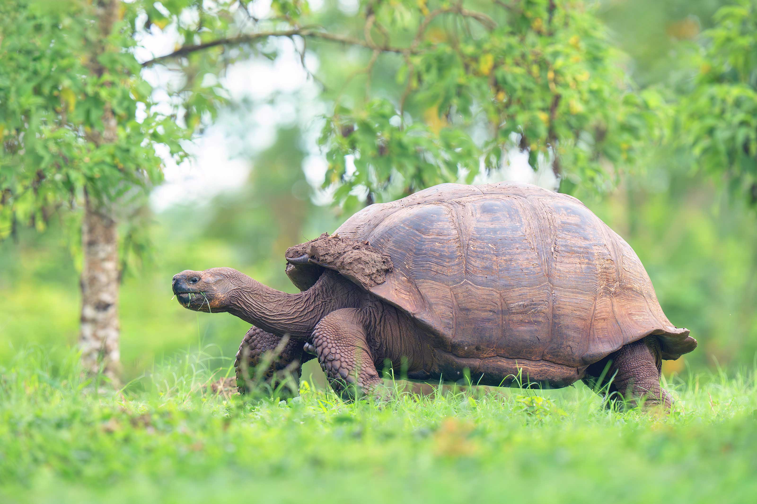 https://www.birdsasart-blog.com/baa/wp-content/gallery/july-2023/Galapagos-Tortoise-_A1G8827-The-Highlands-Puerto-Ayora-Galapagos-Ecuador-Enhanced-NR.jpg