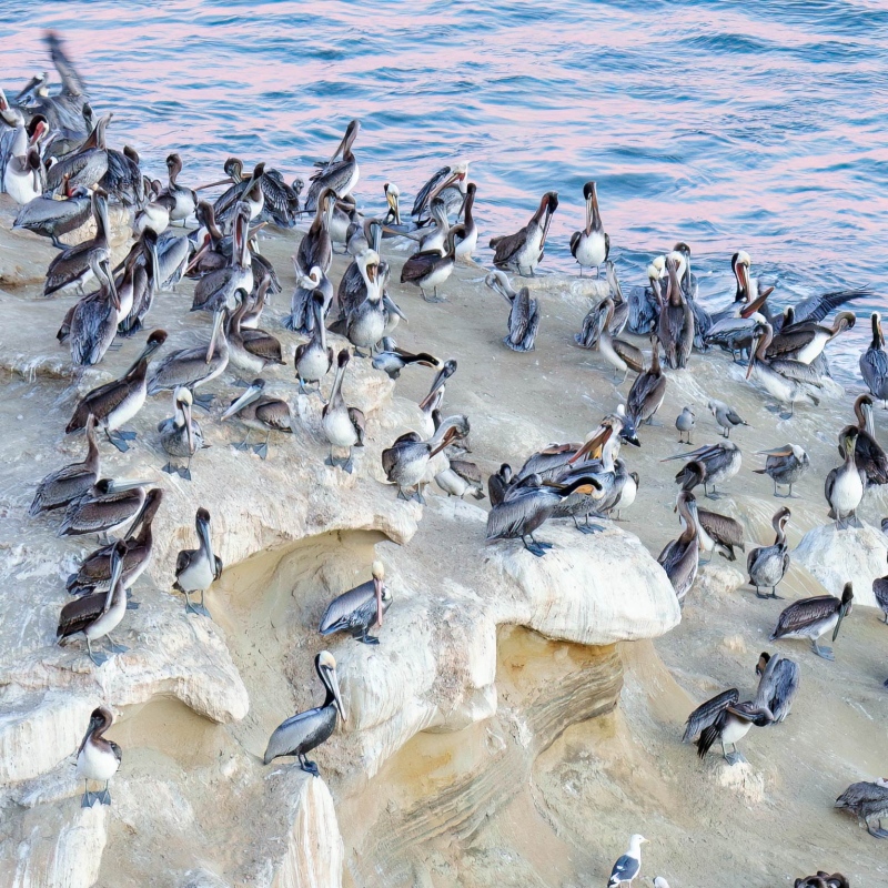 100-PCT-crop-1532-Brown-Pelicans-Pacific-race-and-gulls-on-cliff-_A1G0801-A-La-Jolla-CA-Enhanced-NR