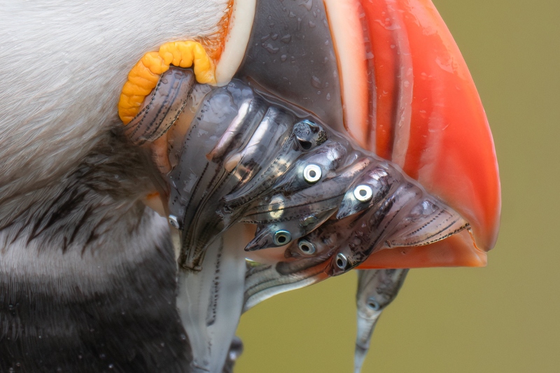 100-PCT-crop-Atlantic-Puffin-with-sandeels-for-chick-in-burrow-_A1G5728-Grimsey-Island-Icleand-Enhanced-NR-1