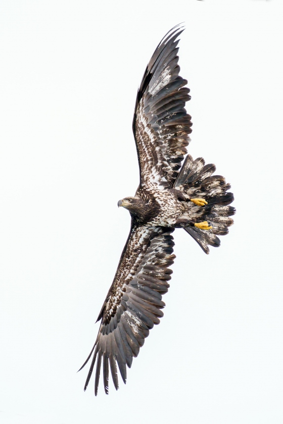 1_Bald-Eagle-3200-juvenile-banking-_A1G9956-Franklin-Flats-Kachemak-Bay-AK