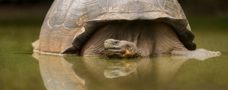 1_Galapagos-Tortoise-3200-PANO-_A1G7844-The-Highlands-Puerto-Ayora-Galapagos-Ecuador-Recovered