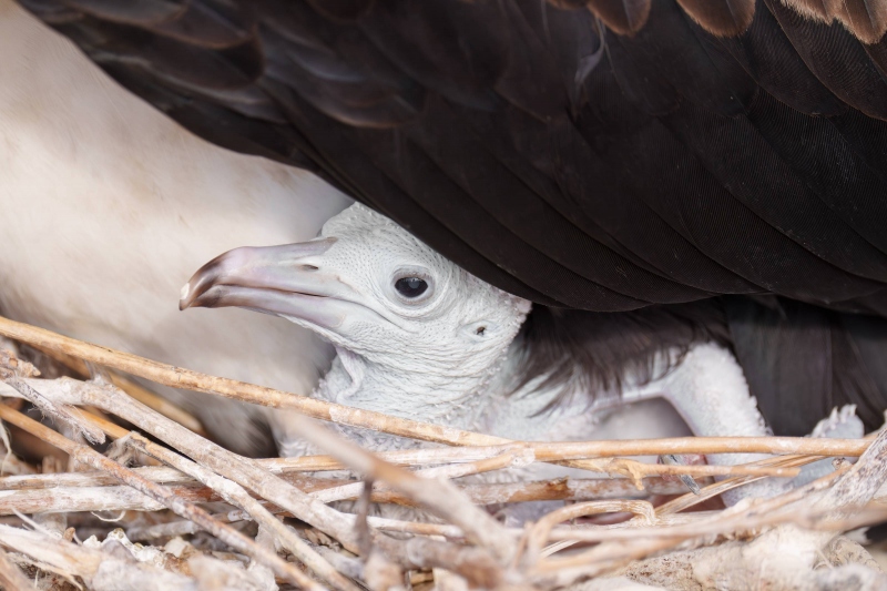 1_Great-Frigatebird-3200-chick-in-nest-_A1G5773-North-Seymour-Galapagos-Ecuador-Enhanced-NR