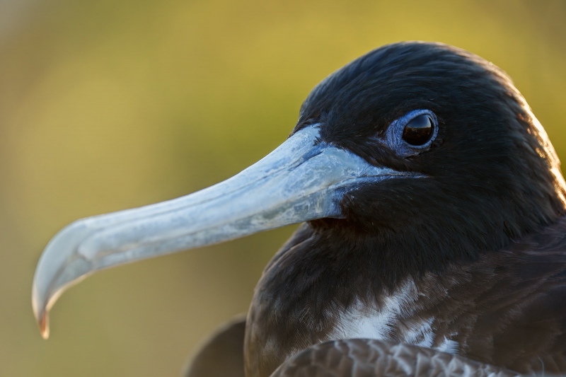 1_Maginificent-Frigatebird-3200-male-backlit-head-portrait-_A1G4540-North-Seymour-Galapagos-Ecuador-Enhanced-NR