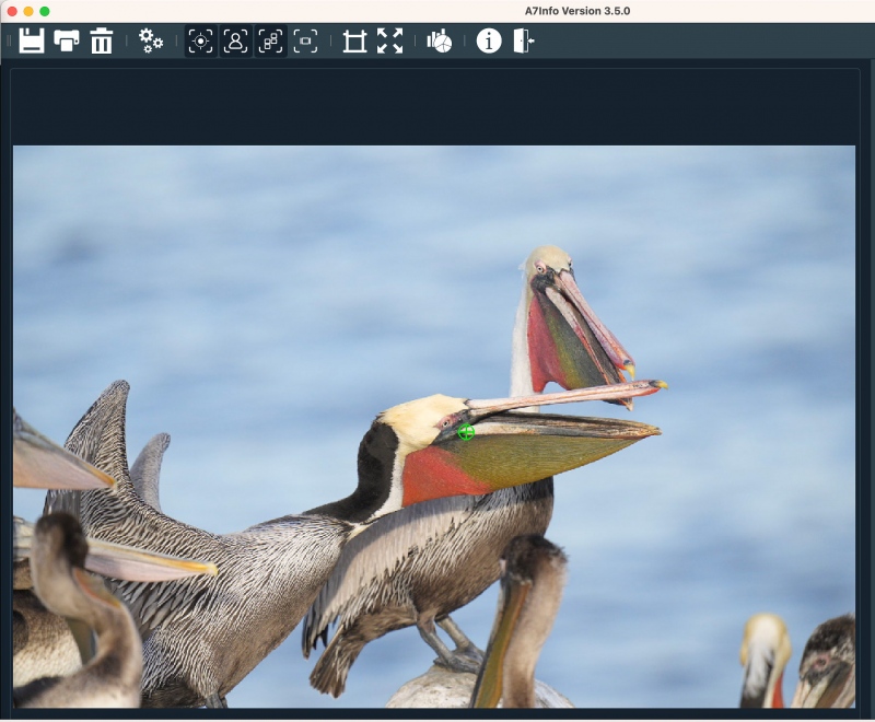A7INFO-AF-point-for-pelicans-greeting