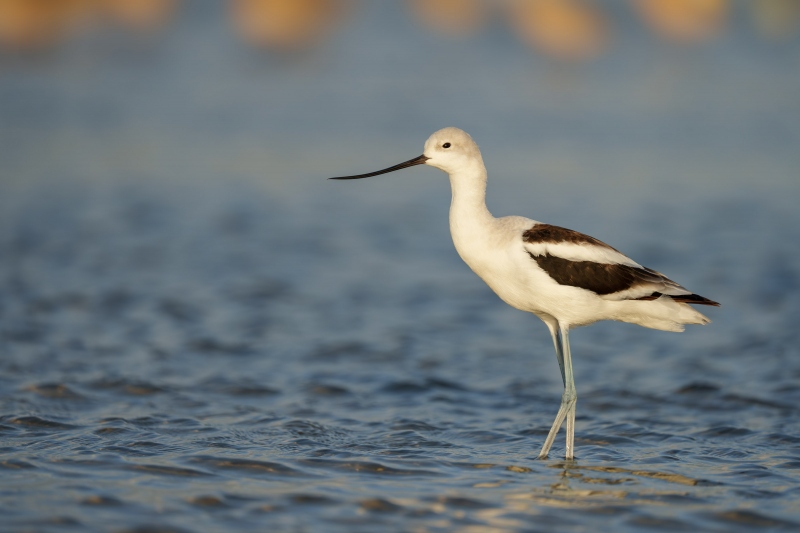 American-Avocet-3200-non-breeding-male-_A1G0697-Fort-DeSoto-Park-Pinellas-County-FL-Enhanced-NR