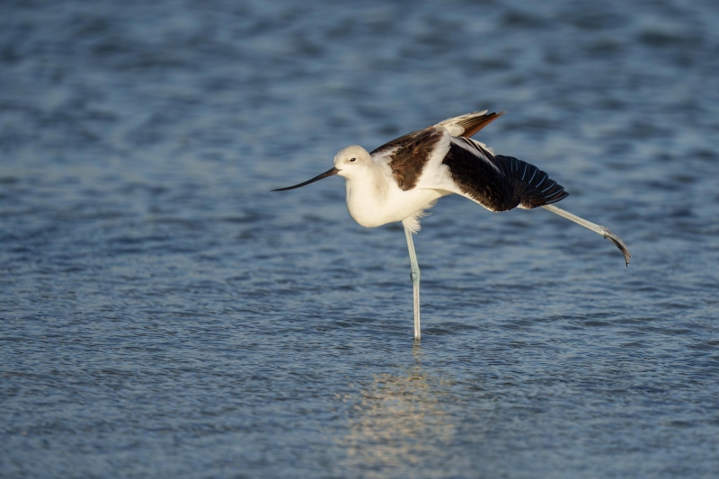 American-Avocet-3200-non-breeding-male-stretching-near-wing-_A1G0467-Fort-DeSoto-Park-Pinellas-County-FL-Enhanced-NR