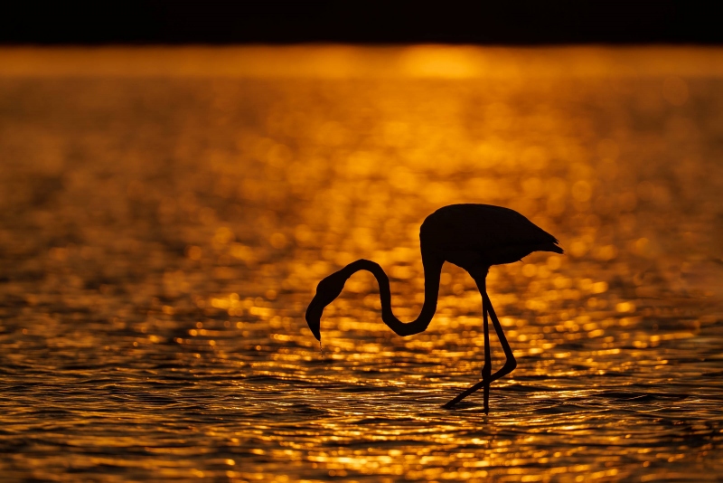 American-Flamingo-3200-crop-sunrise-silhouette-_A1G6926-Fort-DeSoto-Park-Pinellas-County-FL
