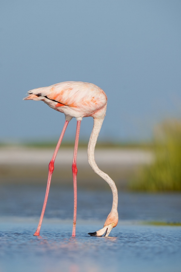 American-Flamingo-3200-filter-feeding-_A1G9030-Fort-DeSoto-Park-Pinellas-County-FL-Enhanced-NR