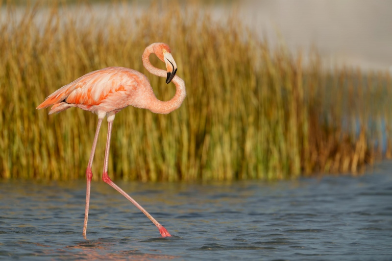 American-Flamingo-3200-striding-_A1G7659-Fort-DeSoto-Park-Pinellas-County-FL-Enhanced-NR
