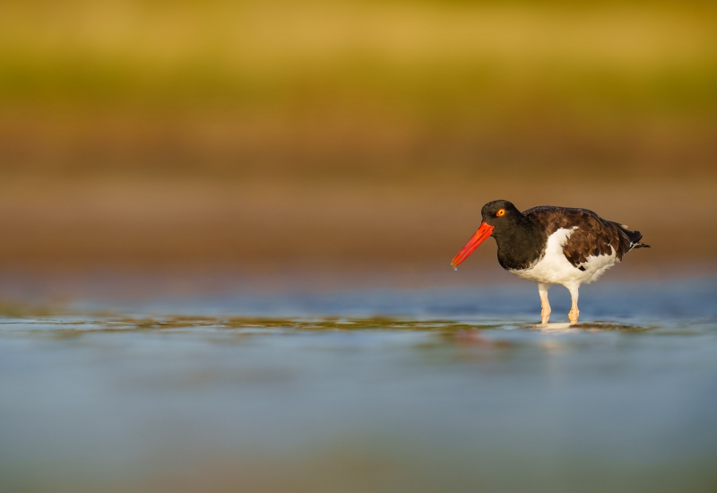 American-Oystercatcher-3200-_A1G8327-Fort-DeSoto-Park-Tierra-Verde-FL