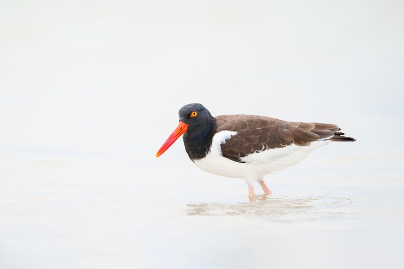 American-Oystercatcher-3200-adult-A-G-photo-_A1G1171-Fort-DeSoto-Park-FL-Enhanced-NR